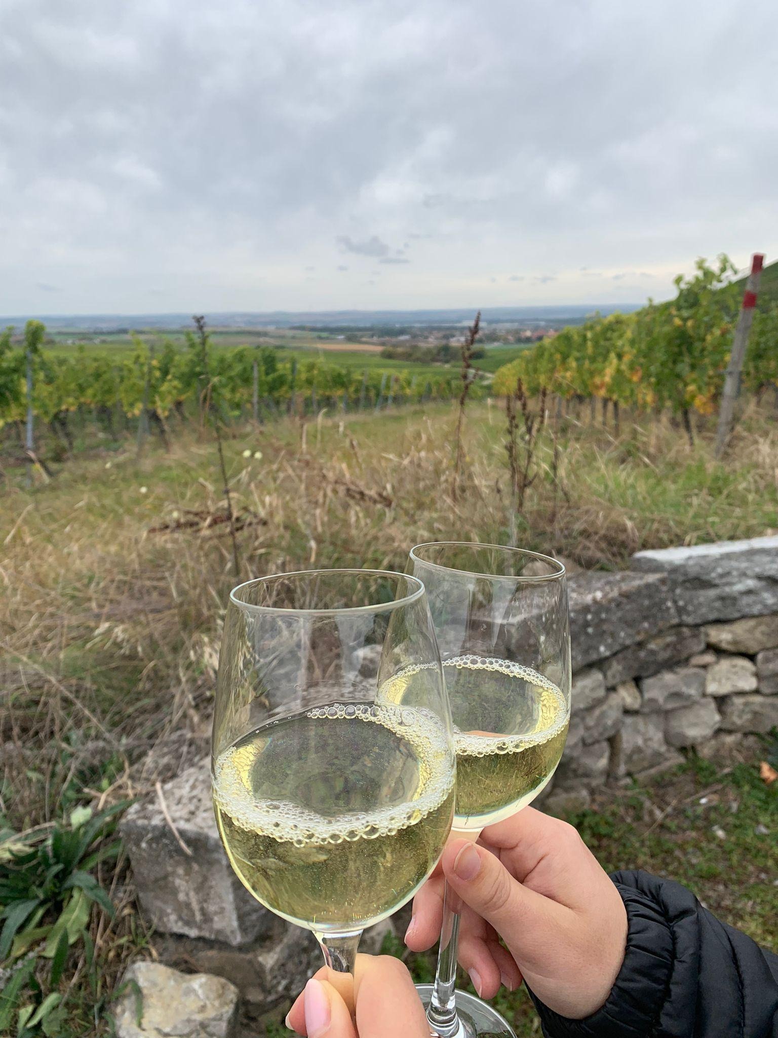 Glas Wein zur Weinbergsführung